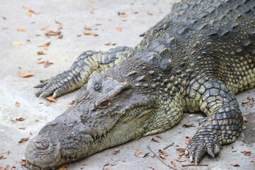 Big crocodile on farm outdoors