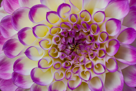 USA, Washington State, Sammamish. Dahlia flower close-up showing the circular petal pattern