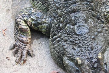 Big crocodile on farm outdoors