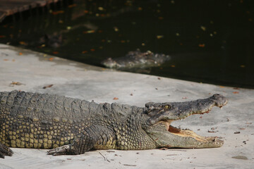 Big crocodile on farm outdoors