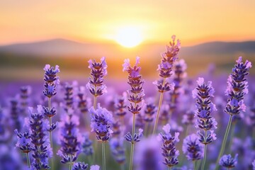 Fototapeta premium Lavender Field at Sunset with Vibrant Purple Flowers and Warm Sky