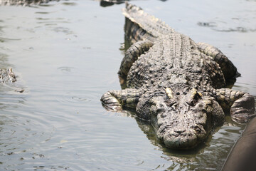 Big crocodile on farm outdoors
