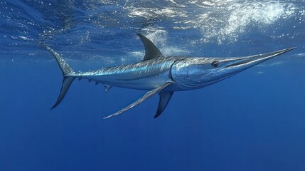 Obraz premium Blue marlin swimming underwater.