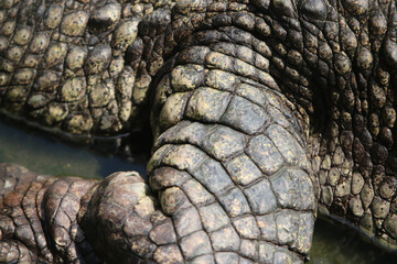 Naklejka premium Skin of big crocodile on farm outdoors