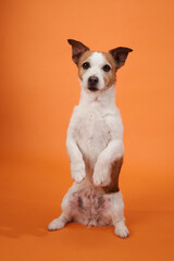 A Jack Russell Terrier sits up on its hind legs against an orange background, showing a playful and curious expression. The pose adds a charming touch to the portrait.