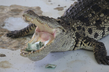 Big crocodile on farm outdoors