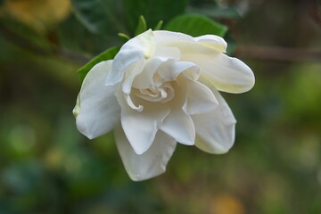 gardenia , genipa florida, gardenia augusta, Cape jasmine, Jasmine, flower in the garden, white flower