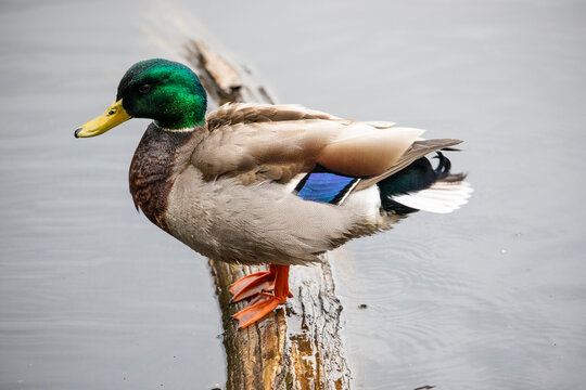 USA, Washington State, Sammamish. Mallard Drake on fallen log Yellow Lake