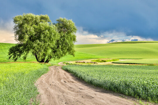 USA, Washington State, Palouse. Storm clouds advancing over Pullman.