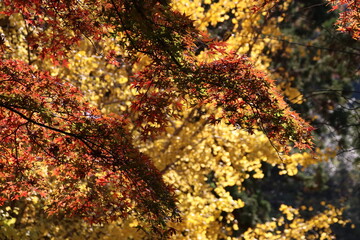 秋の鎌倉。建長寺の紅葉。半増坊へ向かう階段の楓と銀杏。