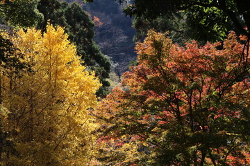 Fototapeta premium 秋の鎌倉。建長寺の紅葉。半増坊へ向かう階段からの景色。