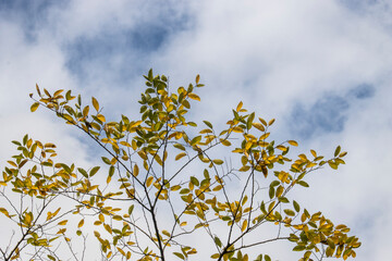Blue sky, trees, leaves, branches