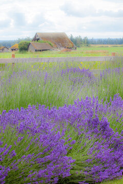 USA, Washington State, Sequim, early summer blooming Lavender fields old wooden barn in background