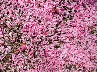 Obraz premium Pink flower petals scattered on the ground