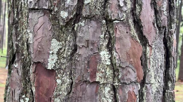 Close-up of pine bark