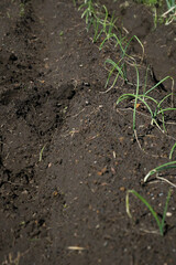 秋に植える玉ねぎの苗