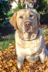 Fototapeta premium Yellow Lab