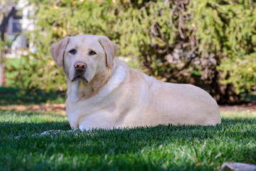 Yellow Lab