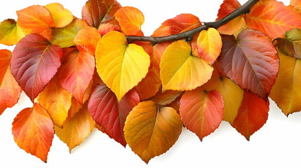 Autumn Branch with Vibrant Red and Gold Leaves Isolated on White Background