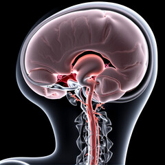 Medical scan of head, detailed cranial anatomy, 3D illustration