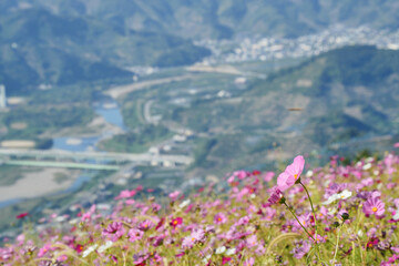 Fototapeta premium 広がるコスモスと有田川の風景