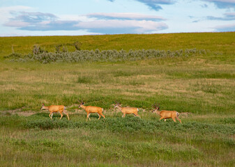 Naklejka premium Mule deer in the field