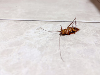 Cockroach died on the floor
