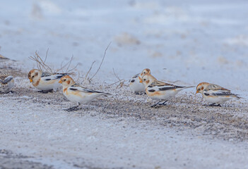 Snow Buntings By The Roadside