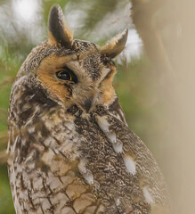 Long Eared Owl In Pine Tree