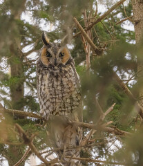 Long Eared Owl In Pine Tree