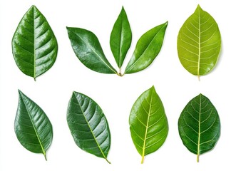 Obraz premium Collection of eight green leaves isolated on white background.