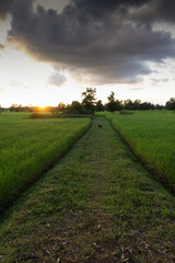 Green rice fields filled paddy fields showing nearly mature rice, with blue skies