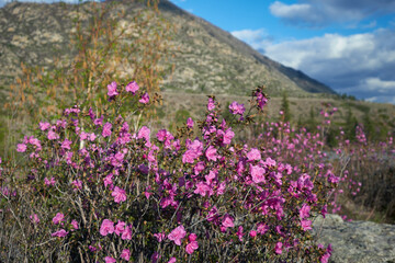 Rhododendron dauricum flowers. On background are Altai mountains and blue sky. with clouds