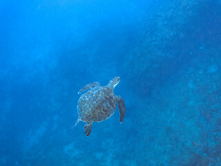 ゆったり泳ぐ美しく大きなアオウミガメ（ウミガメ科）。
英名学名：green sea turtle (Chelonia mydas)
静岡県伊豆半島賀茂郡南伊豆町中木ヒリゾ浜2024年
