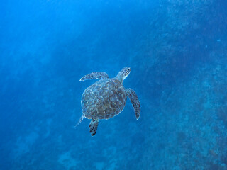 Obraz premium ゆったり泳ぐ美しく大きなアオウミガメ（ウミガメ科）。 英名学名：green sea turtle (Chelonia mydas) 静岡県伊豆半島賀茂郡南伊豆町中木ヒリゾ浜2024年 