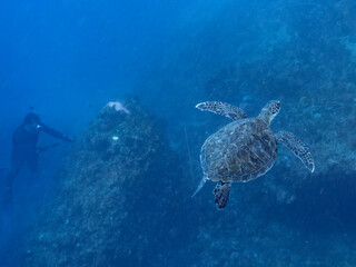 Obraz premium ゆったり泳ぐ美しく大きなアオウミガメ（ウミガメ科）。撮影するスキンダイバーもいる。英名学名：green sea turtle (Chelonia mydas) 静岡県伊豆半島賀茂郡南伊豆町中木ヒリゾ浜2024年 