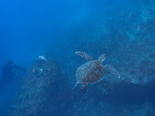 ゆったり泳ぐ美しく大きなアオウミガメ（ウミガメ科）。撮影するスキンダイバーもいる。

英名学名：green sea turtle (Chelonia mydas)
静岡県伊豆半島賀茂郡南伊豆町中木ヒリゾ浜2024年
