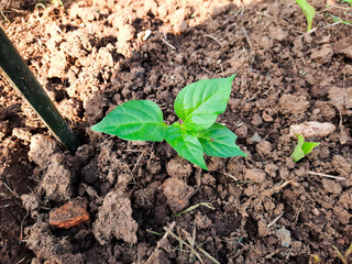 Capsicum frutescens or chili is ready to plant. 