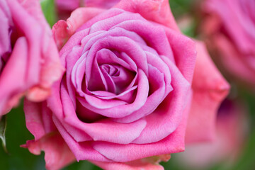 ibrant Pink Rose in Full Bloom - Nature's Elegance