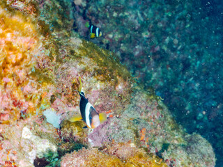 美しいイソギンチャク畑の可愛いクマノミ（クマノミ亜科）の幼魚のペア。
英名学名：Yellowtail clownfish (Amphiprion clarkii)
静岡県伊豆半島賀茂郡南伊豆町中木ヒリゾ浜2024年
