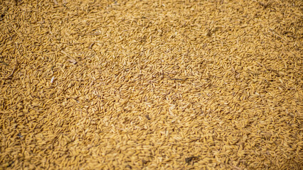 background image of rice being dried, drying in the hot sun