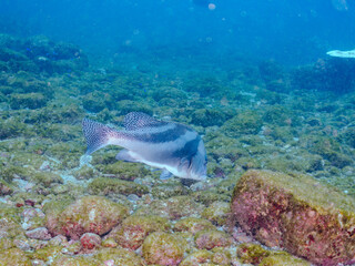 大きく美しいコショウダイ（イサキ科）。
英名学名：Crescent sweetlips (Plectorhinchus cinctus)
静岡県伊豆半島賀茂郡南伊豆町中木ヒリゾ浜2024年
