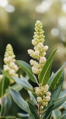 bay laurel plant with nature background