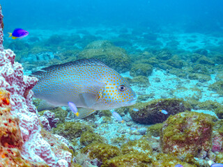 大きく美しいコロダイ（イサキ科）。
英名学名：Painted Sweetlips (Diagramma pictum)
静岡県伊豆半島賀茂郡南伊豆町中木ヒリゾ浜2024年
