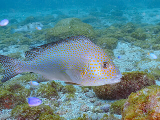 大きく美しいコロダイ（イサキ科）。
英名学名：Painted Sweetlips (Diagramma...