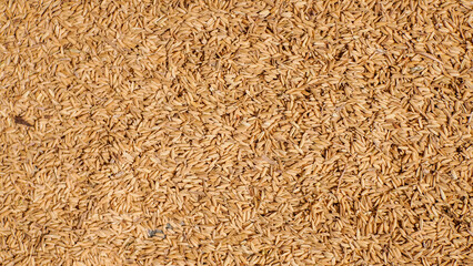 background image of rice being dried, drying in the hot sun