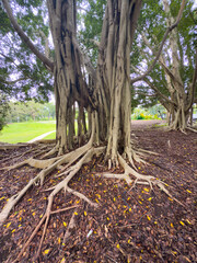 Mortan Bay Fig tree, Sunshine Coast, Queensland, Australia