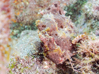 エスカ（触手）を振って魚を呼び寄せて狩る、巨大なオオモンカエルアンコウ（カエルアンコウ科）。
英名学名：Giant Frogfish, Antennarius commersoni
自分よりも大きな獲物でも、１０倍に広がる大きな口で丸呑みにする。
その速度は0.0001秒。生物界最速のハンターである。

静岡県伊豆半島賀茂郡南伊豆町中木ヒリゾ浜2024年
