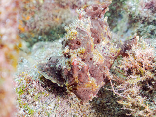 エスカ（触手）を振って魚を呼び寄せて狩る、巨大なオオモンカエルアンコウ（カエルアンコウ科）。
英名学名：Giant Frogfish, Antennarius commersoni
自分よりも大きな獲物でも、１０倍に広がる大きな口で丸呑みにする。
その速度は0.0001秒。生物界最速のハンターである。

静岡県伊豆半島賀茂郡南伊豆町中木ヒリゾ浜2024年
