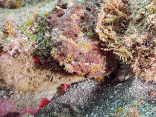 エスカ（触手）を振って魚を呼び寄せて狩る、巨大なオオモンカエルアンコウ（カエルアンコウ科）。
英名学名：Giant Frogfish, Antennarius commersoni
自分よりも大きな獲物でも、１０倍に広がる大きな口で丸呑みにする。
その速度は0.0001秒。生物界最速のハンターである。

静岡県伊豆半島賀茂郡南伊豆町中木ヒリゾ浜2024年
